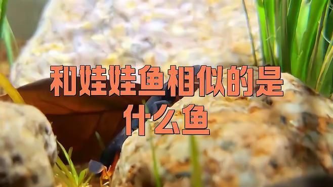 如何區(qū)分蠑螈和大鯢 如何區(qū)分蠑螈和大鯢 龍魚百科 第5張