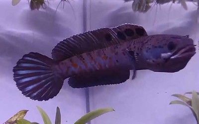 雷龍魚好養么（如何防止雷龍魚跳出魚缸,雷龍魚繁殖環境條件設置）