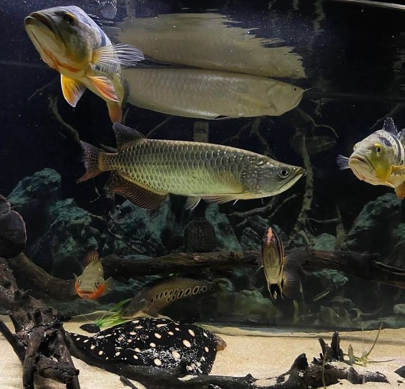 銀龍魚換水時(shí)需要清洗魚缸嗎？