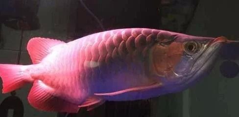 龍魚兜嘴手術有用嗎：龍魚兜嘴手術是一種常見的龍魚手術，主要用于修復或改善兜嘴現象