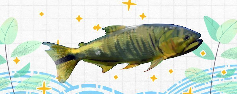 龍魚身上有氣泡是怎么回事？：龍魚身上出現氣泡可能是由多種因素引起的，如何預防