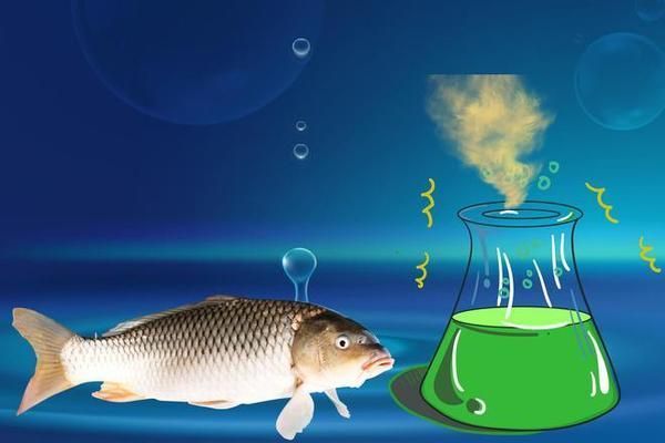 龍魚喂活食好嗎怎么喂：龍魚活食和凍干飼料的喂養(yǎng)技巧