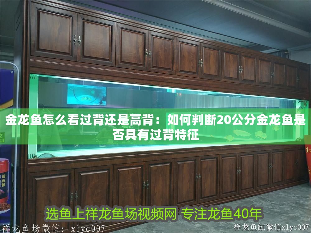 金龍魚怎么看過背還是高背：如何判斷20公分金龍魚是否具有過背特征 金龍魚怎么看過背還是高背：如何判斷20公分金龍魚是否具有過背特征 龍魚百科 第1張