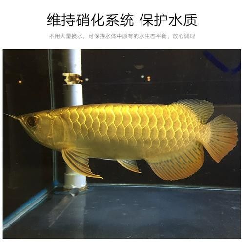 銀龍魚魚鰭爛了怎么辦啊圖片