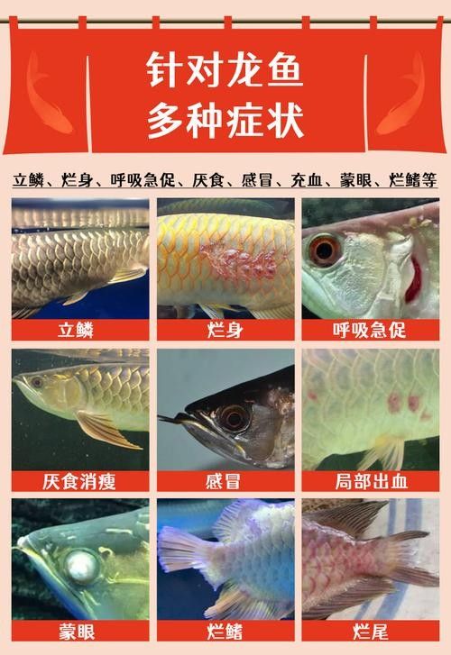 銀龍魚魚鰭爛了怎么辦啊圖片
