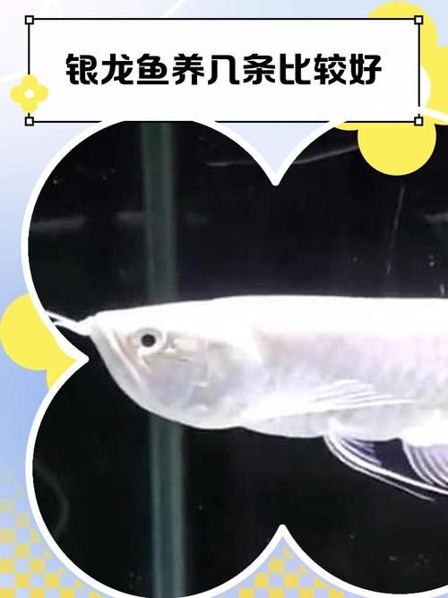 銀龍魚魚鰭爛了怎么辦啊圖片