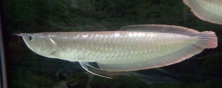 銀龍魚魚鰭爛了怎么辦啊圖片