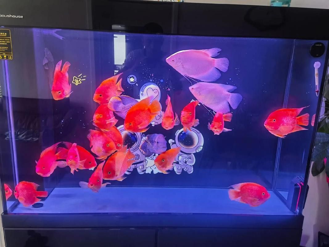 銀龍魚和鸚鵡魚那個好養