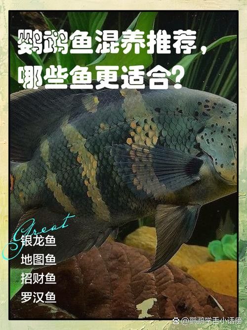 銀龍魚和鸚鵡魚那個好養