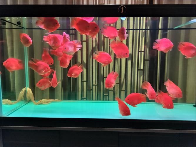 銀龍魚和鸚鵡魚那個好養