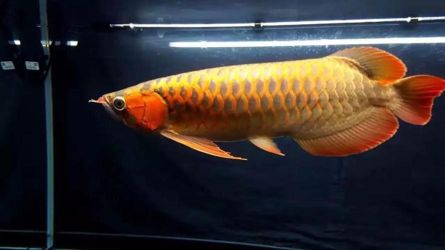 紅龍魚什么品種好養活