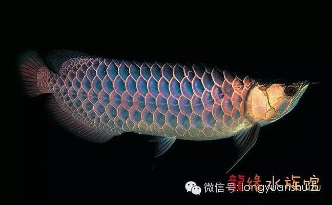 龍魚和關(guān)刀