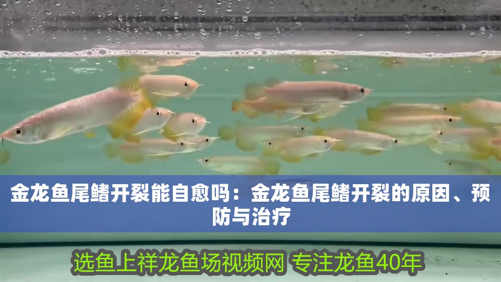 金龍魚尾鰭開裂能自愈嗎：金龍魚尾鰭開裂的原因、預防與治療 金龍魚尾鰭開裂能自愈嗎：金龍魚尾鰭開裂的原因、預防與治療 龍魚百科 第1張