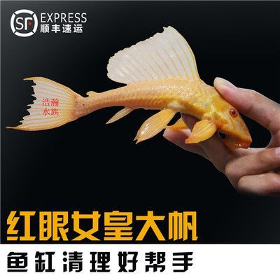 賣(mài)龍魚(yú)取一個(gè)店名字好嗎：龍魚(yú)店名如何取名