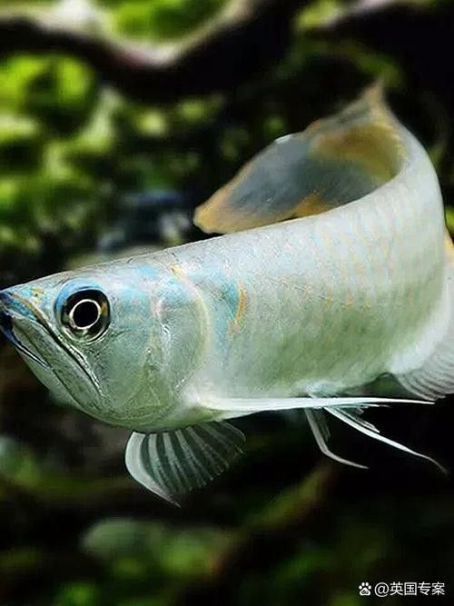 銀龍魚圖片大全大圖霸氣高清