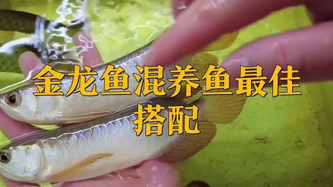 哪些魚與過背金龍混養(yǎng)最和諧？