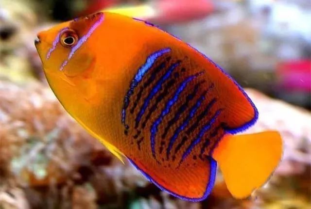 十大名貴觀賞魚排行榜