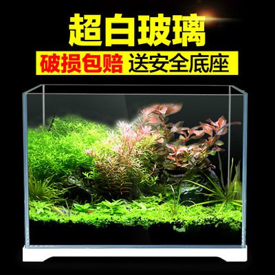 純種銀龍魚