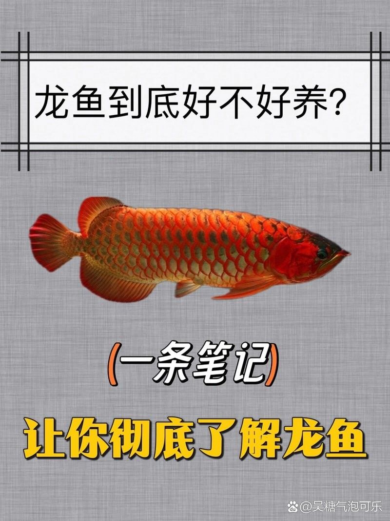 龍魚好養(yǎng)活嗎
