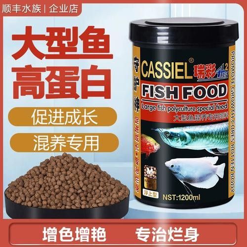 銀龍魚可以和招財魚混養嗎圖片 龍魚百科 第17張 銀龍魚可以和招財魚混養嗎圖片 銀龍魚可以和招財魚混養嗎圖片 龍魚百科 第17張