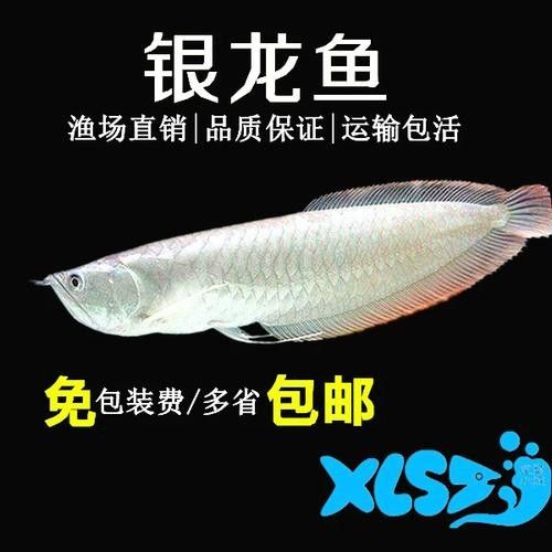 銀龍魚可以和招財魚混養嗎圖片 龍魚百科 第13張 銀龍魚可以和招財魚混養嗎圖片 銀龍魚可以和招財魚混養嗎圖片 龍魚百科 第13張