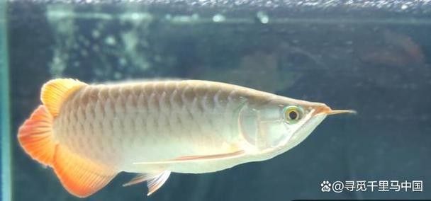 銀龍魚可以和招財魚混養嗎圖片 銀龍魚可以和招財魚混養嗎圖片 龍魚百科 第23張