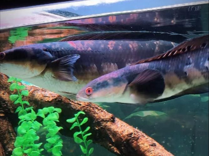 黑魔神雷龍魚能混養嗎圖片欣賞