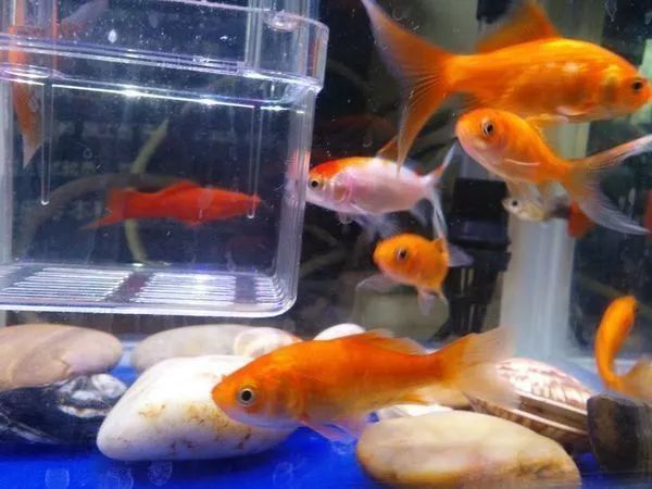 龍魚能吃海蝦仁嗎