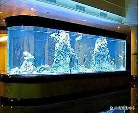 龍魚可以跟雷龍混養嗎圖片 龍魚可以跟雷龍混養嗎圖片 龍魚百科 第4張
