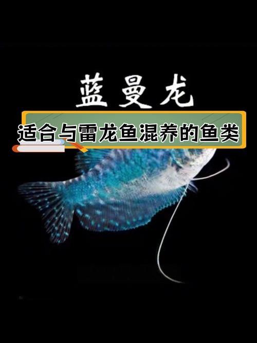 龍魚可以跟雷龍混養嗎圖片 龍魚可以跟雷龍混養嗎圖片 龍魚百科 第7張