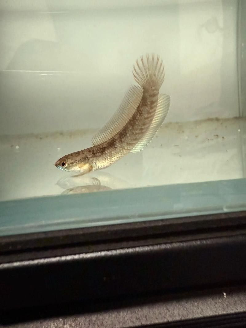 龍魚可以跟雷龍混養嗎圖片 龍魚可以跟雷龍混養嗎圖片 龍魚百科 第29張