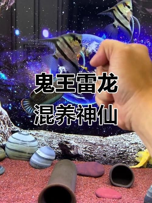 龍魚可以跟雷龍混養嗎圖片 龍魚可以跟雷龍混養嗎圖片 龍魚百科 第26張