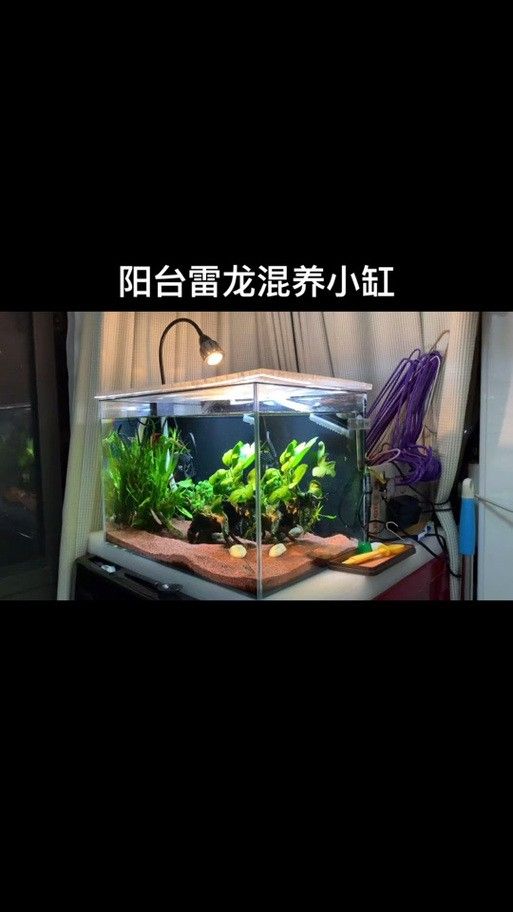龍魚可以跟雷龍混養嗎圖片 龍魚可以跟雷龍混養嗎圖片 龍魚百科 第32張