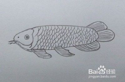 龍魚是什么樣的圖片 簡筆畫視頻