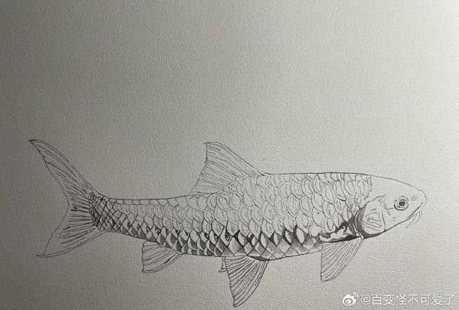 龍魚是什么樣的圖片 簡筆畫視頻