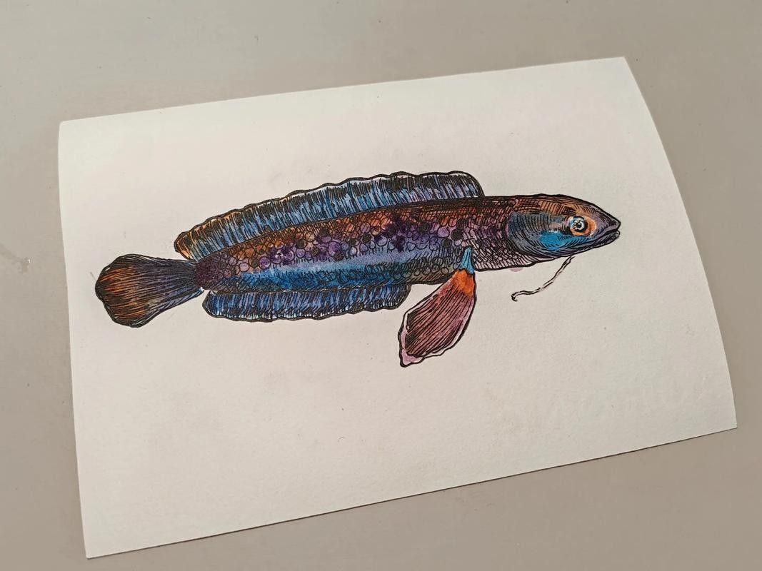 龍魚是什么樣的圖片 簡筆畫視頻