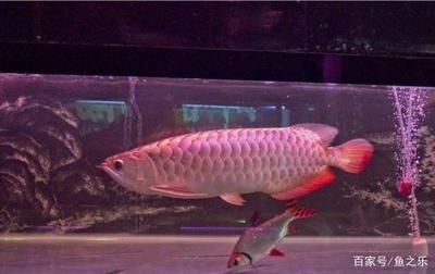 體型最大的龍魚品種排名榜：體型最大的龍魚品種排名榜是什么？