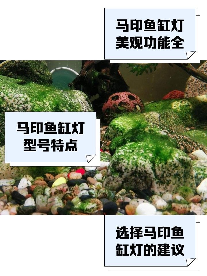 馬印13000K神燈的價格是多少？ 馬印13000K神燈的價格是多少？ 龍魚百科 第11張