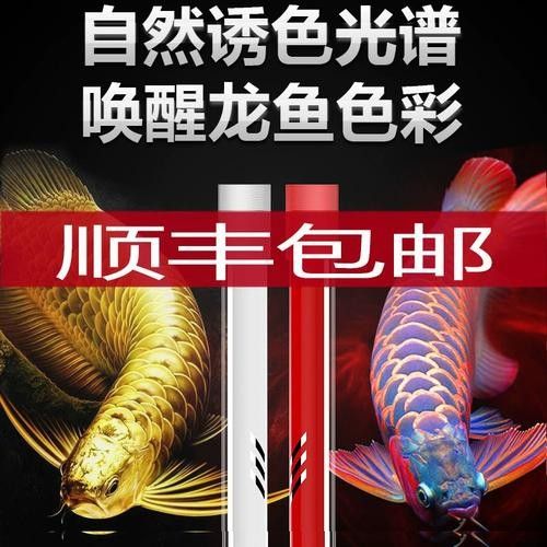 馬印13000K神燈的價格是多少？ 馬印13000K神燈的價格是多少？ 龍魚百科 第8張