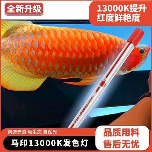 馬印13000K神燈的價格是多少？ 馬印13000K神燈的價格是多少？ 龍魚百科 第7張