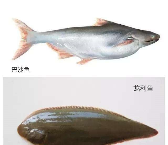 龍魚(yú)有什么營(yíng)養(yǎng)，龍魚(yú)不僅味道鮮美而且營(yíng)養(yǎng)價(jià)值高而且營(yíng)養(yǎng)價(jià)值高