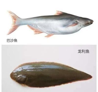 龍魚(yú)有什么營(yíng)養(yǎng)，龍魚(yú)不僅味道鮮美而且營(yíng)養(yǎng)價(jià)值高而且營(yíng)養(yǎng)價(jià)值高