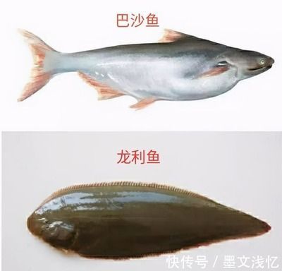 龍魚(yú)有什么營(yíng)養(yǎng)，龍魚(yú)不僅味道鮮美而且營(yíng)養(yǎng)價(jià)值高而且營(yíng)養(yǎng)價(jià)值高