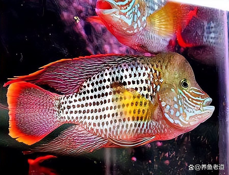 海象魚可以與銀龍魚混養嗎視頻
