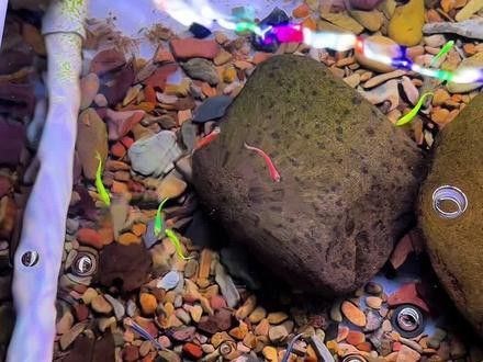 海象魚可以與銀龍魚混養(yǎng)嗎視頻