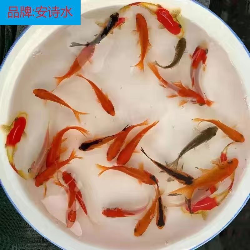 龍魚魚食最簡單做法竅門：自制龍魚魚食的方法