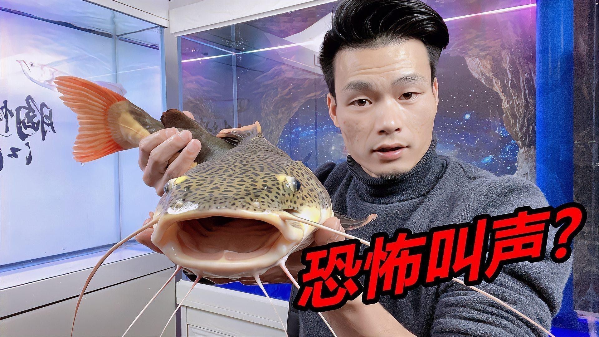 招財貓魚和龍魚哪個好養(yǎng)一點