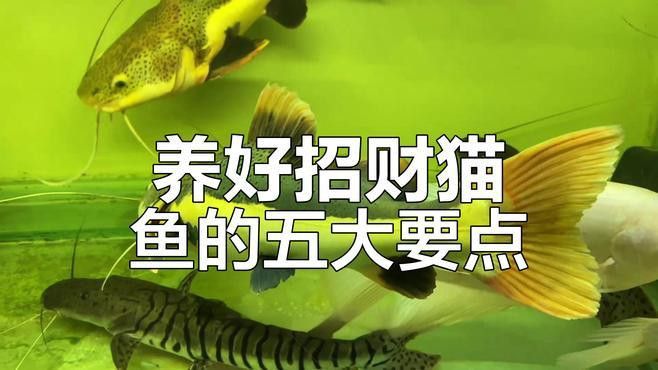 招財貓魚和龍魚哪個好養(yǎng)一點