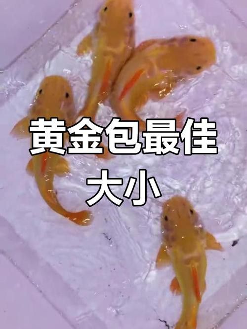 招財貓魚和龍魚哪個好養一點
