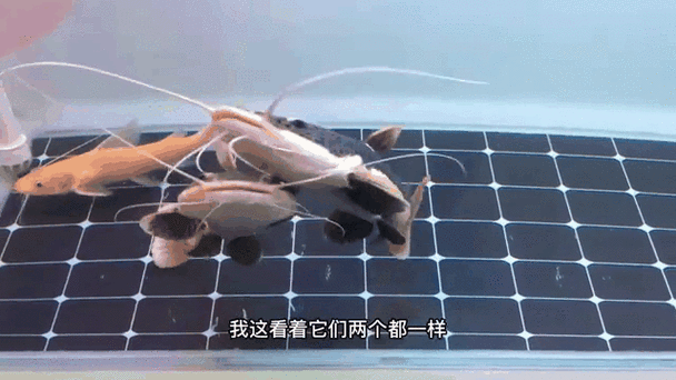 招財貓魚和龍魚哪個好養一點
